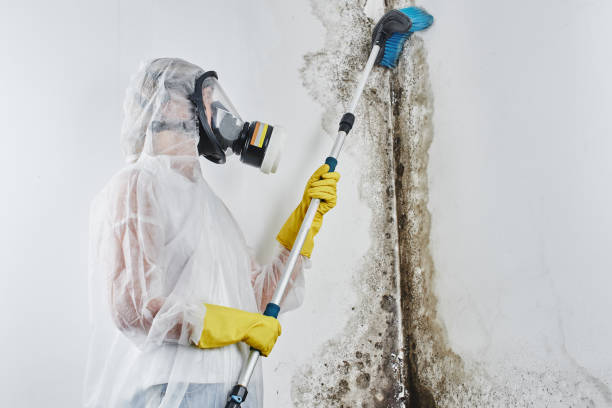Best Industrial Mold Remediation in Coopersville, MI