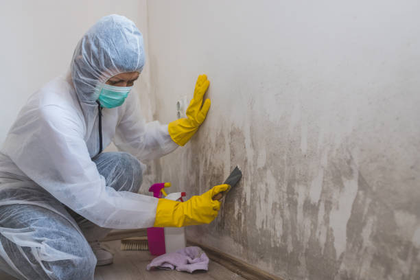 Best Mold Remediation for Schools in Coopersville, MI