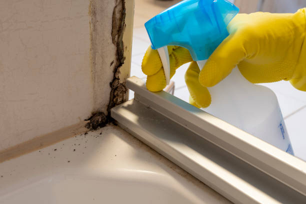 Best Post-Flood Mold Remediation in Coopersville, MI