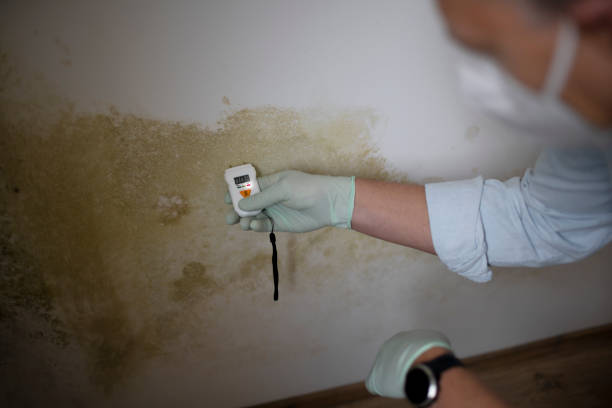 Best Kitchen Mold Remediation in Coopersville, MI