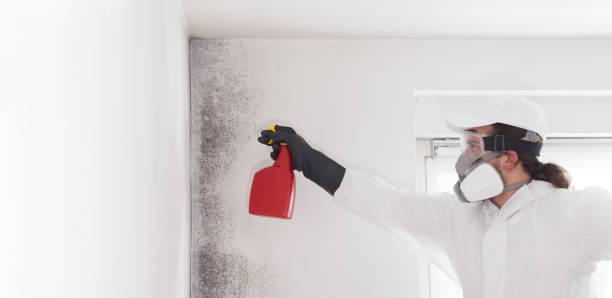 Best Health and Safety Mold Remediation in Coopersville, MI