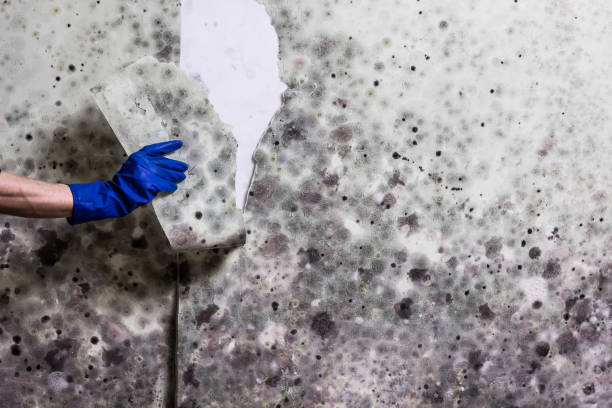 Best Crawl Space Mold Remediation in Coopersville, MI